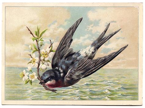 vintage swallow